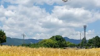 小麦畑-in-Japan