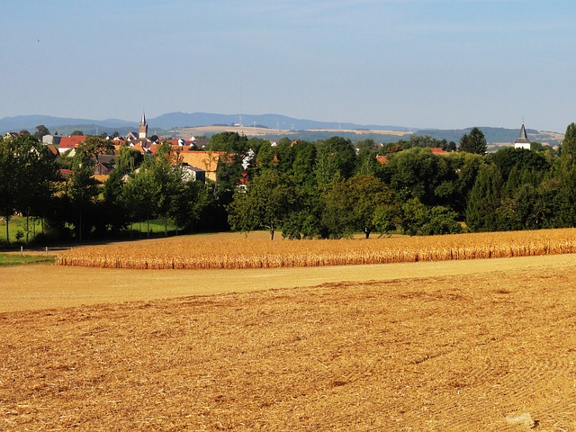 フランス　小麦畑